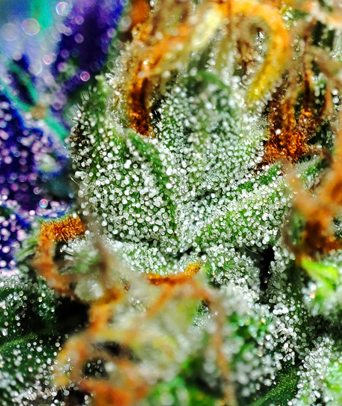 CBG_trichome_art1.jpg