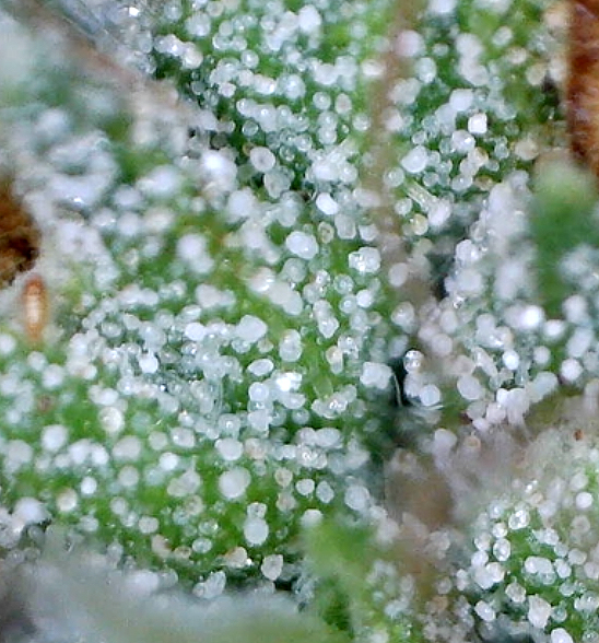 cbg_trichomes1.jpg