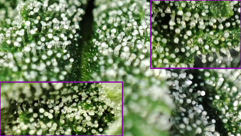 CBG_trichomes1.jpg