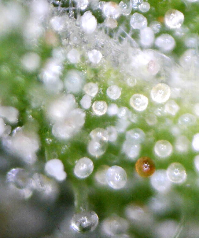 cbg_trichomes2.jpg