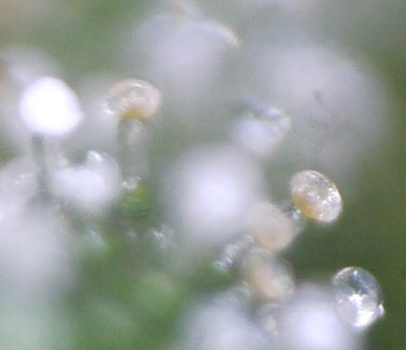 cbg_trichomes3.jpg