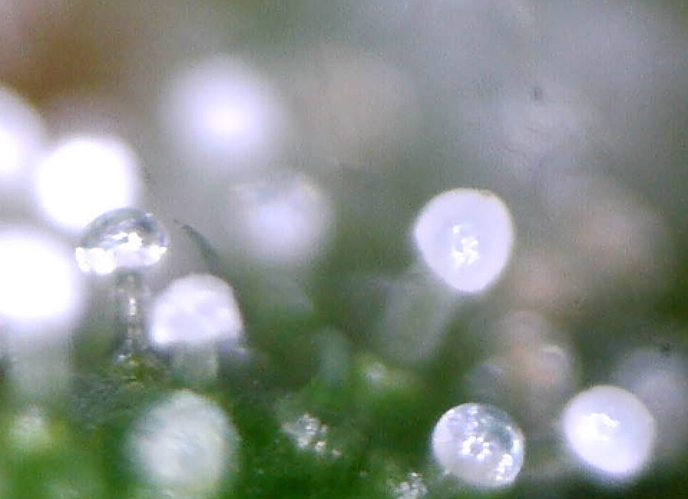 cbg_trichomes4.jpg