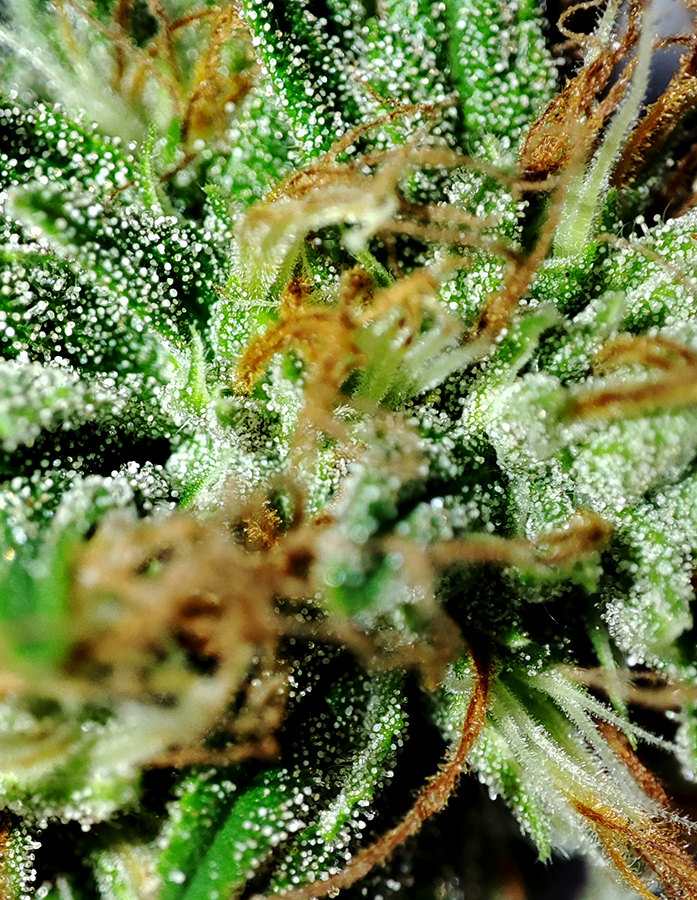 cbg_trichomes_cam1.jpg