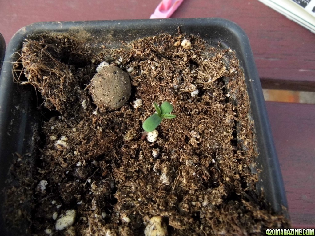 CC seedling