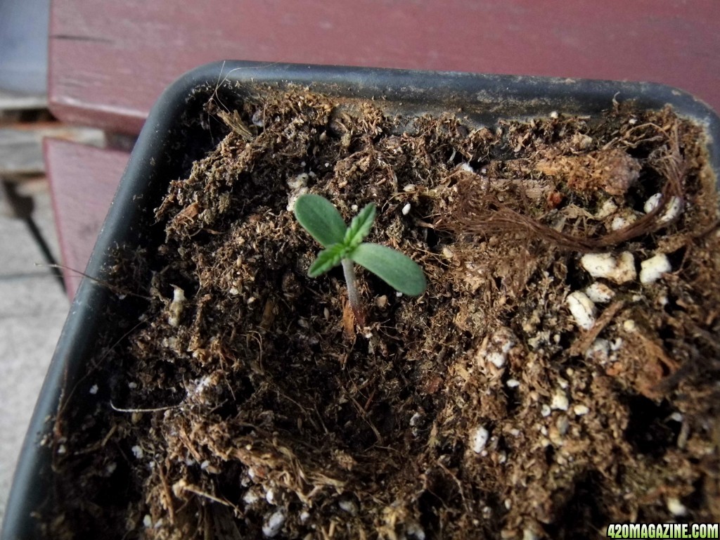 CC seedling