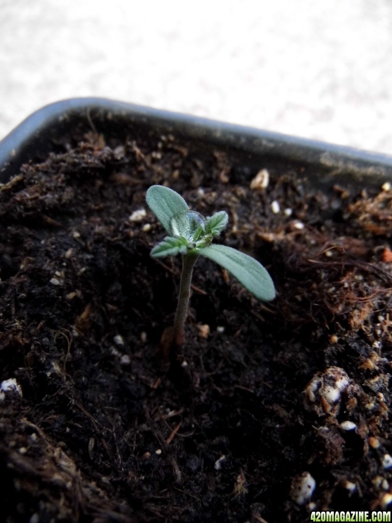 CC seedling