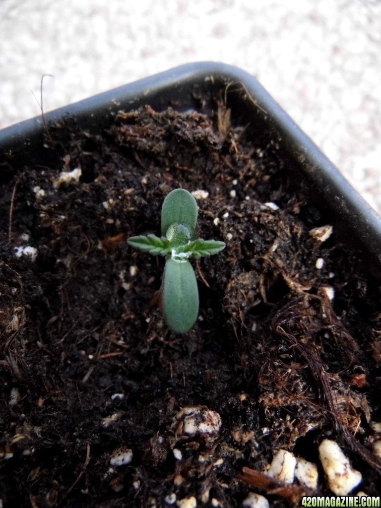 CC seedling