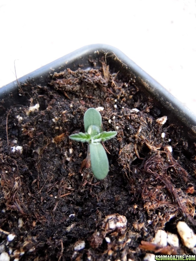 CC seedling