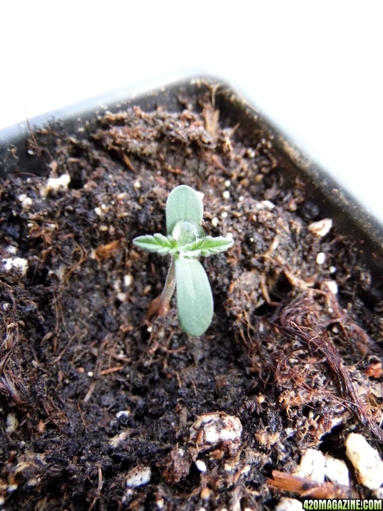 CC seedling