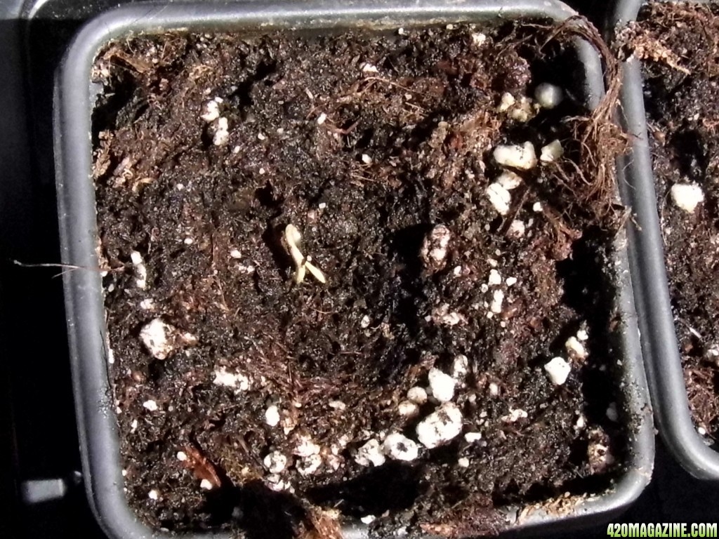 CC seedlings