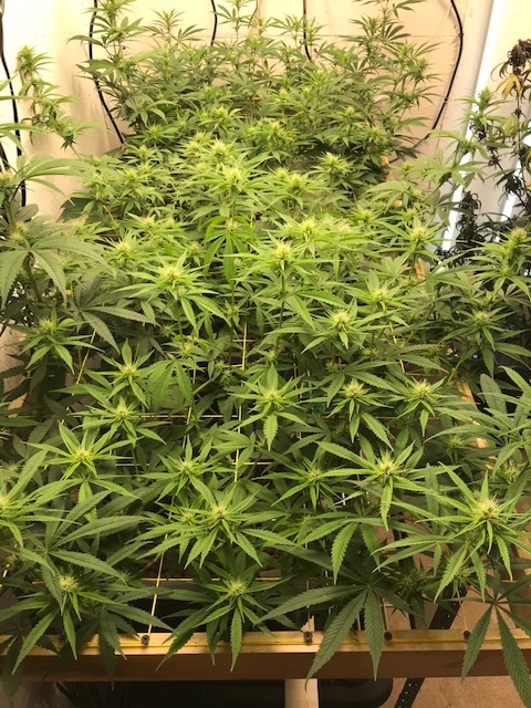 CD-1 Scrog 642020.jpg