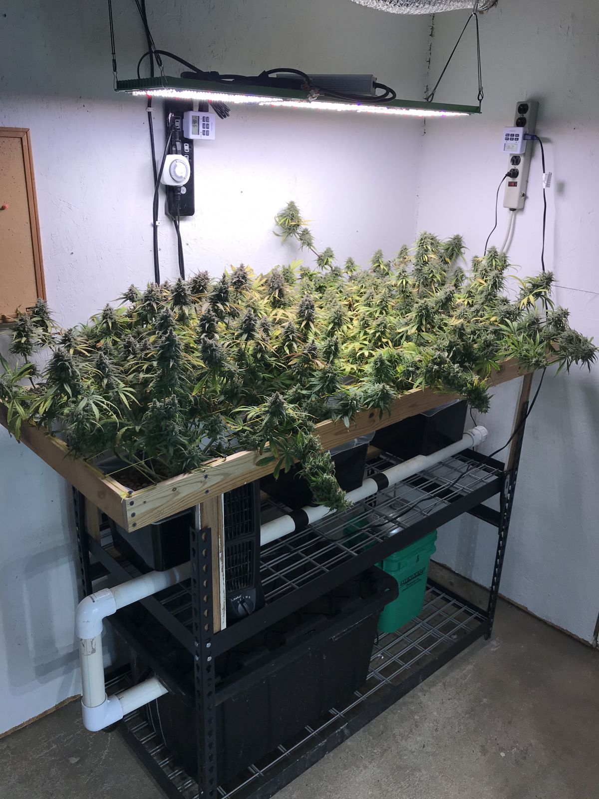 CD-1 Scrog.jpg