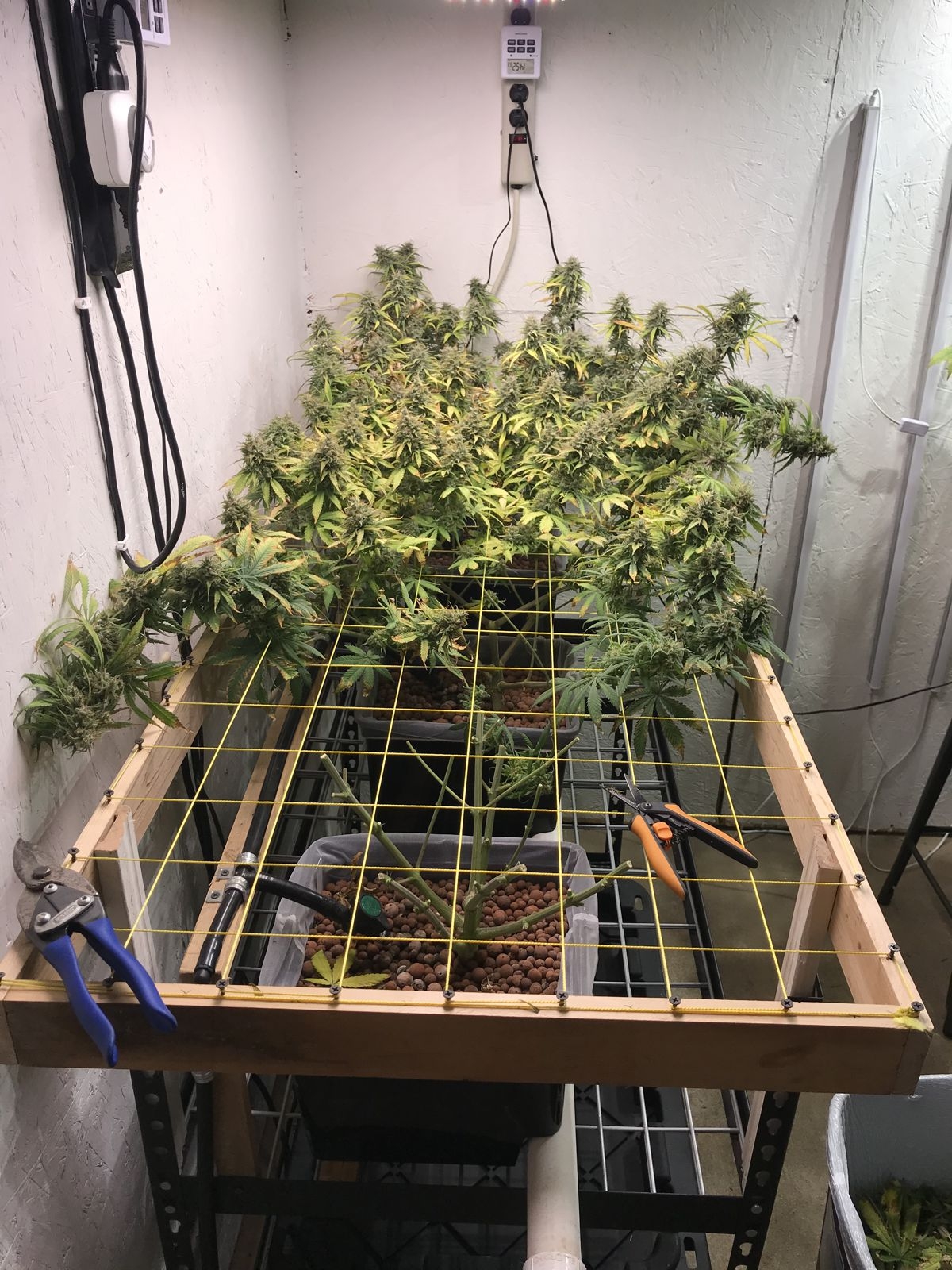 CD-1 Scrog1.jpg