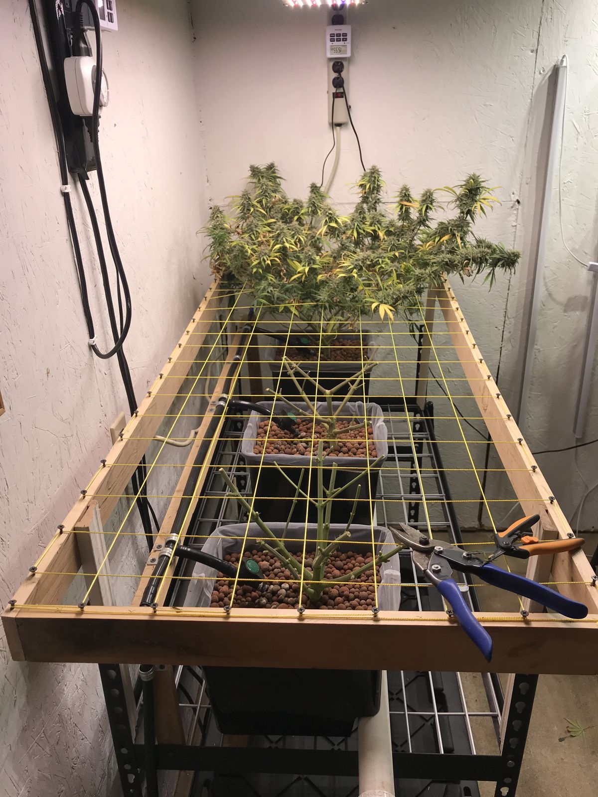 CD-1 Scrog2.jpg