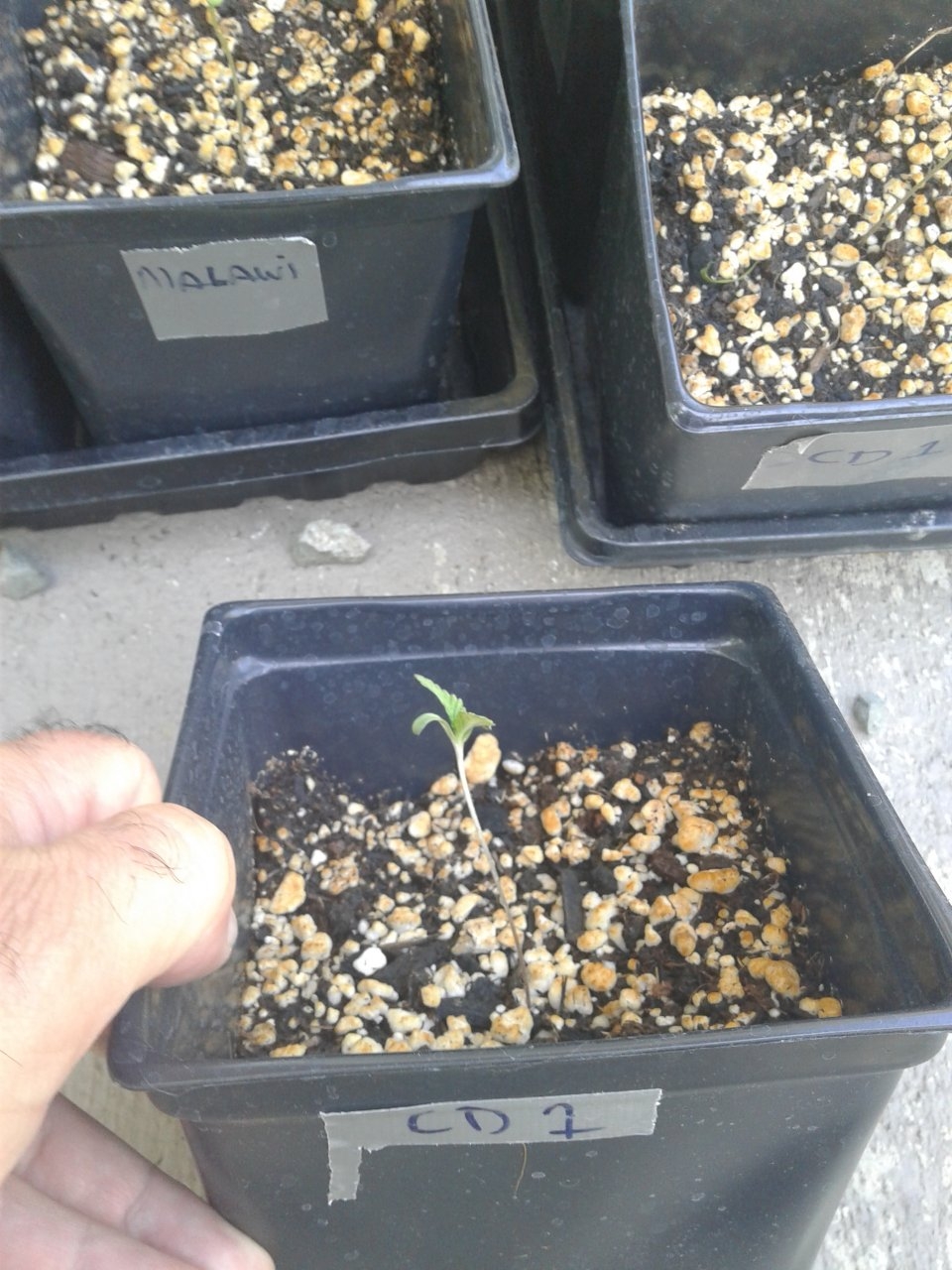 CD 1 seedling