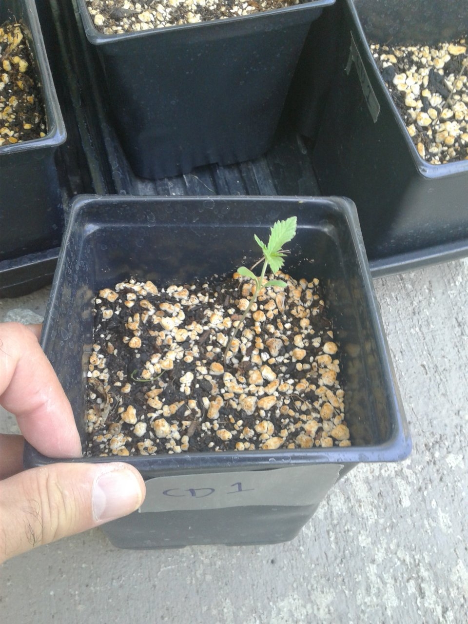 CD 1 seedling