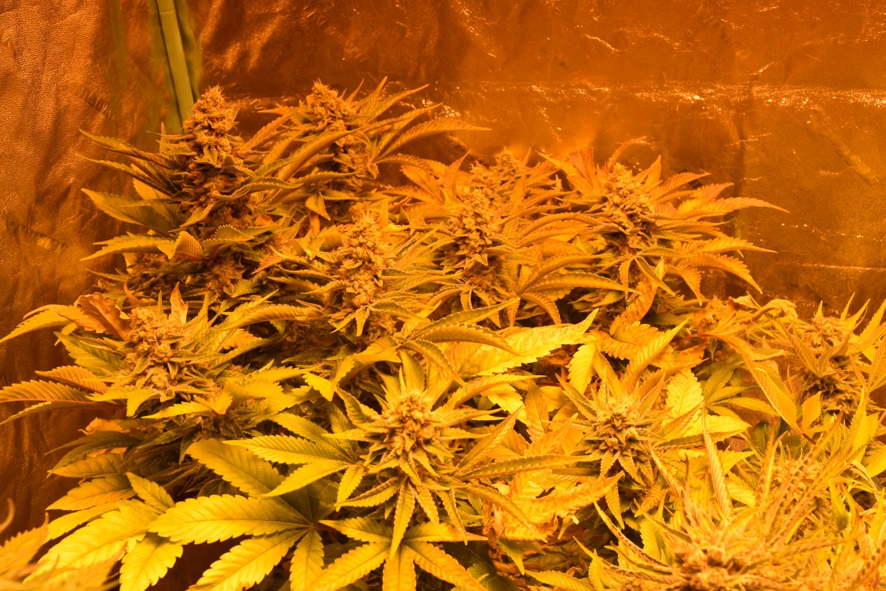 CD_plant_day51.JPG