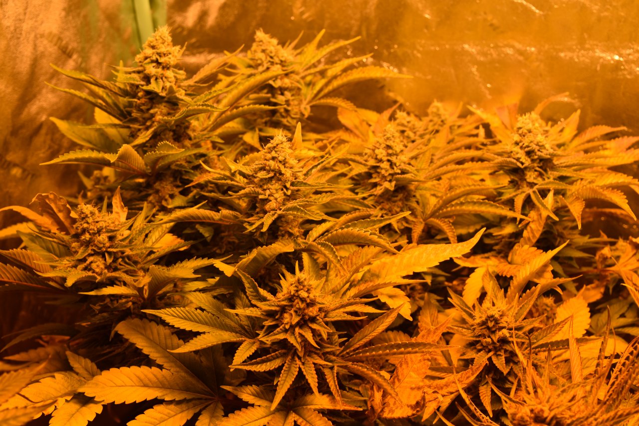 CD_plant_day51_2.JPG