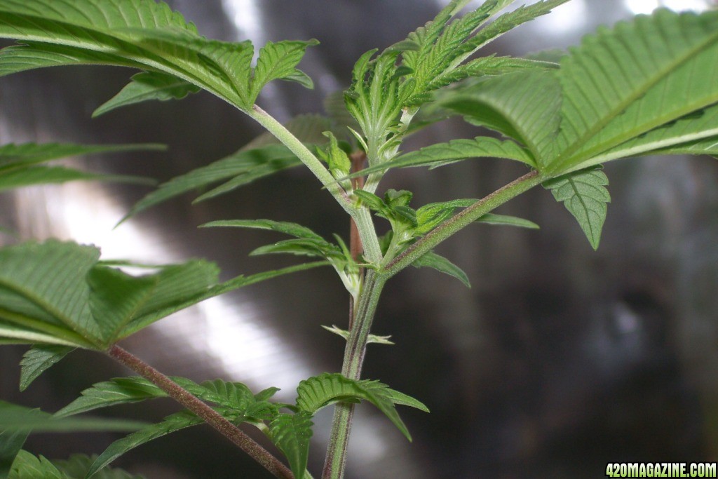 Celtic_Hash_pre-flower.