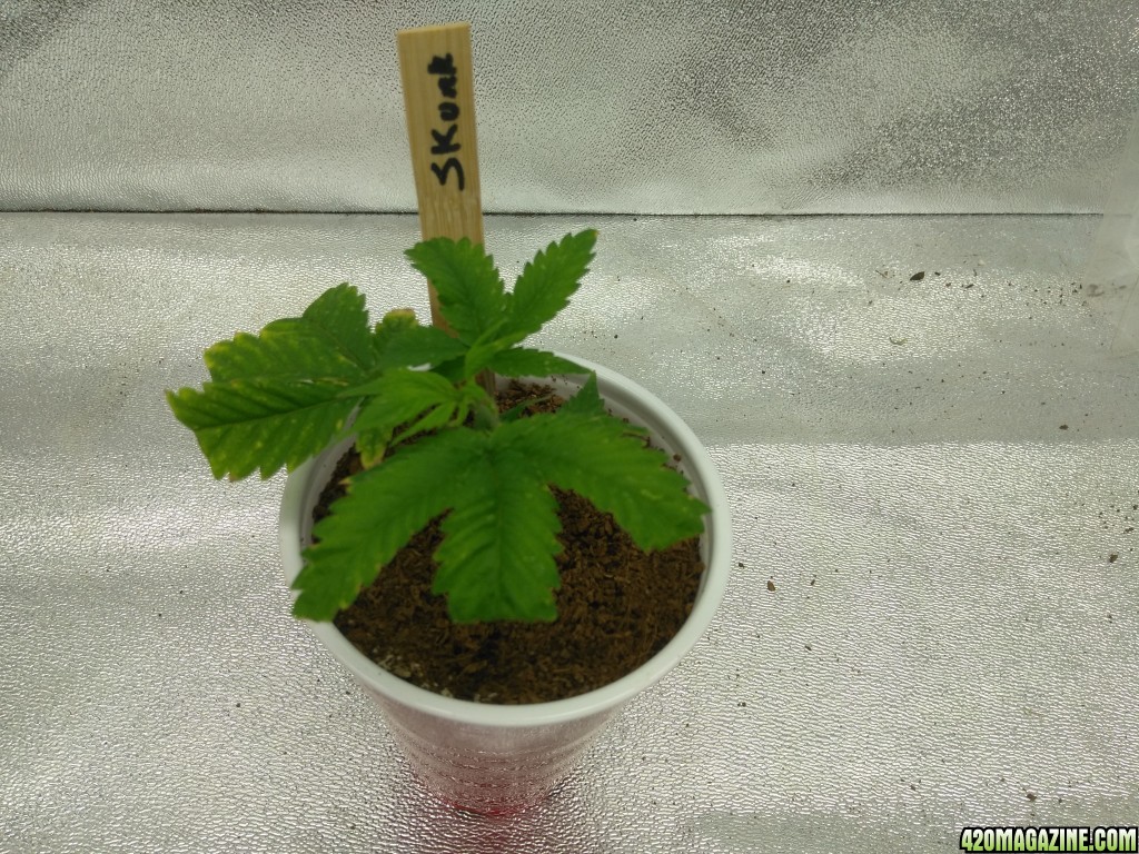 Ceres Skunk Clone