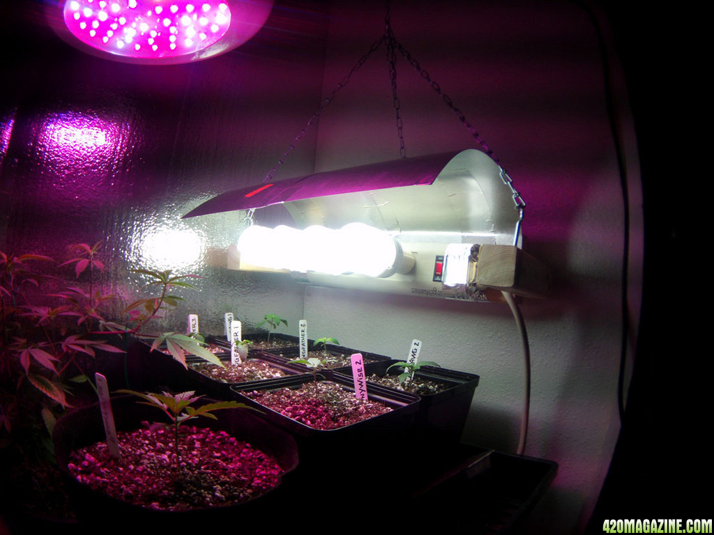 CFL bank and shot of seedlings