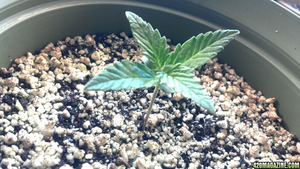 CFL Grow 2014