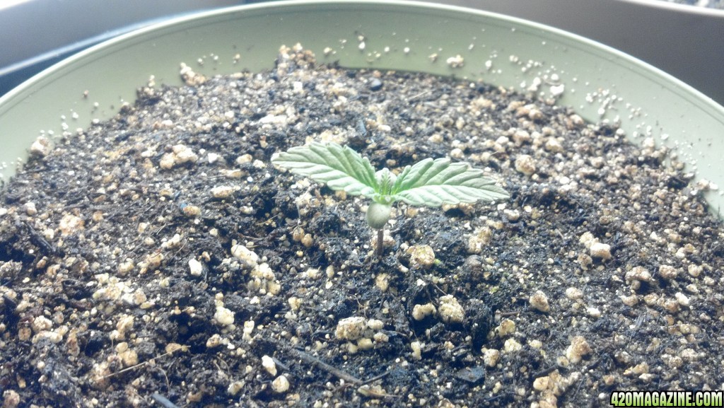 CFL Grow 2014