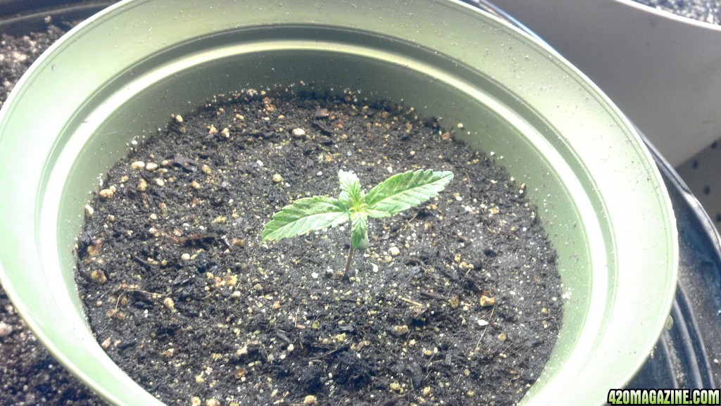 CFL Grow 2014