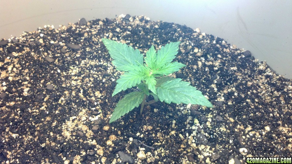 CFL Grow 2014