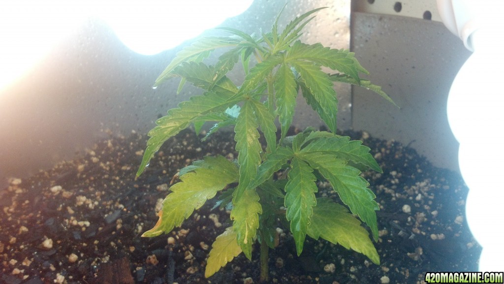 CFL Grow 2014