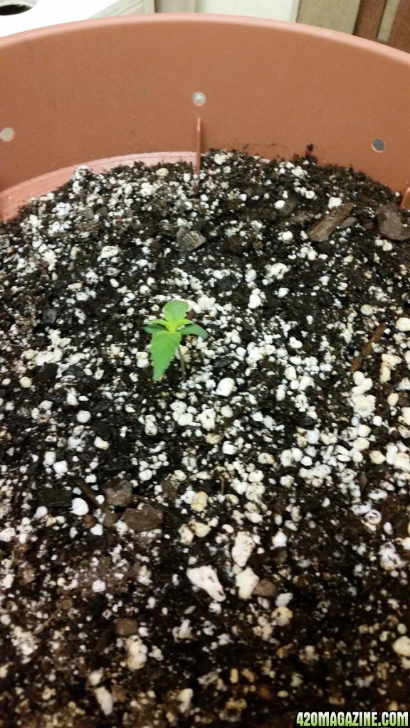 cfl grow