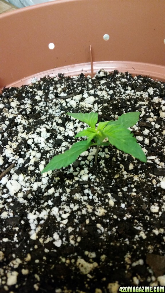 cfl grow