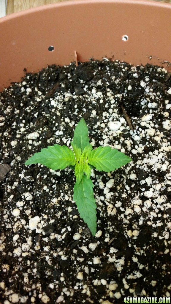 cfl grow