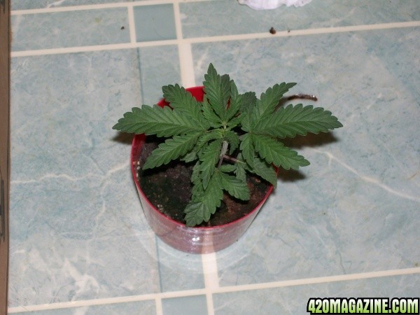 cfl grow