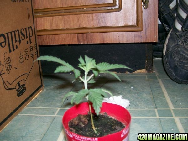 cfl grow