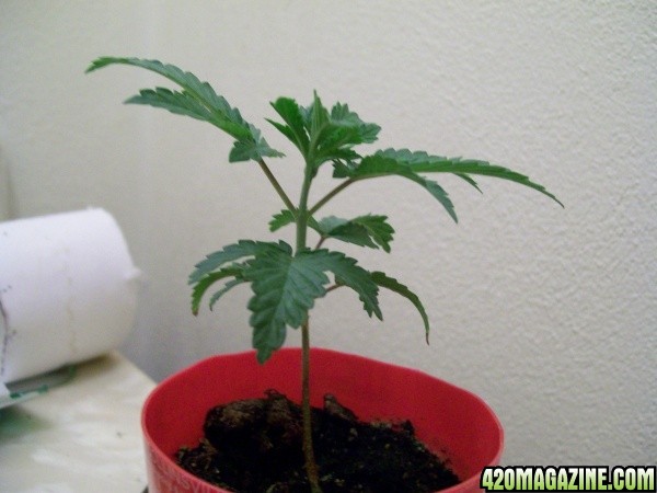 cfl grow