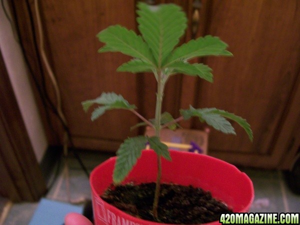 cfl grow