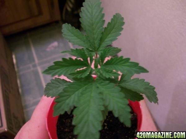 cfl grow