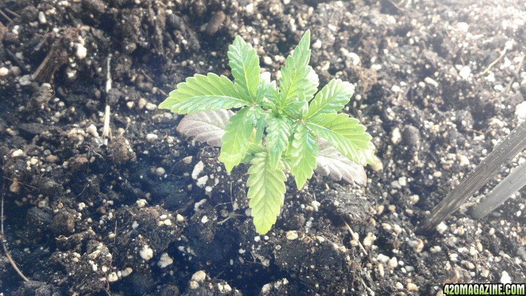 CFL grow