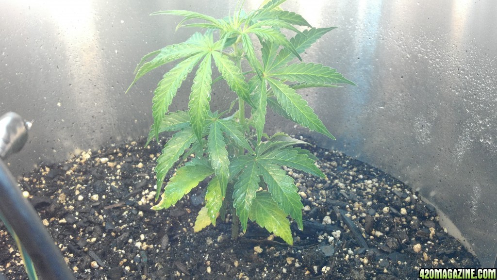 CFL grow