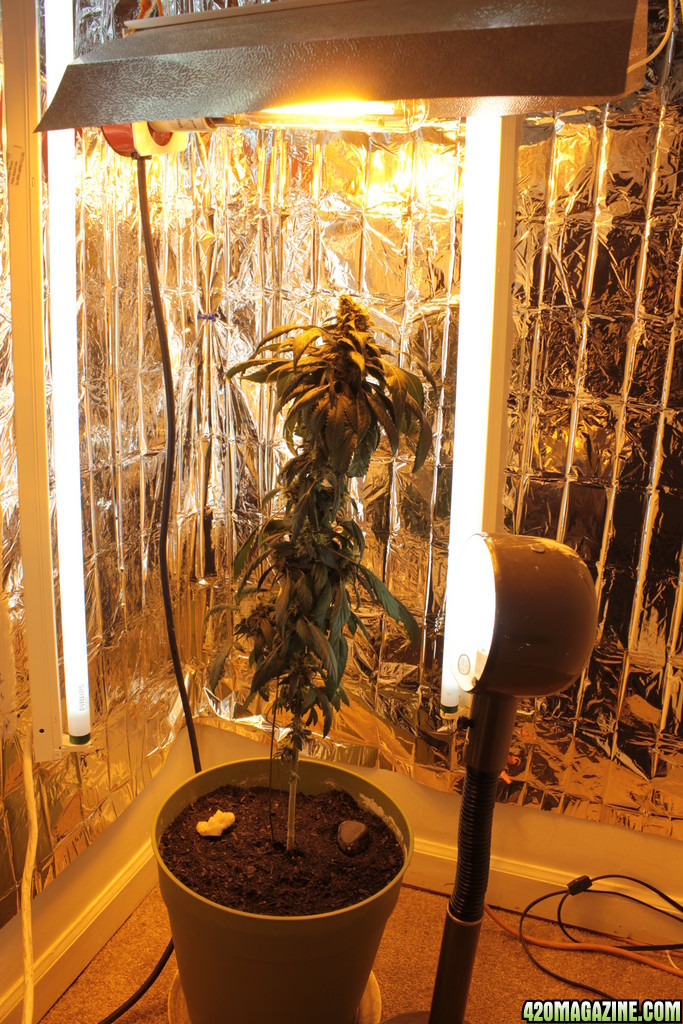 CFL/HPS Grow 2012