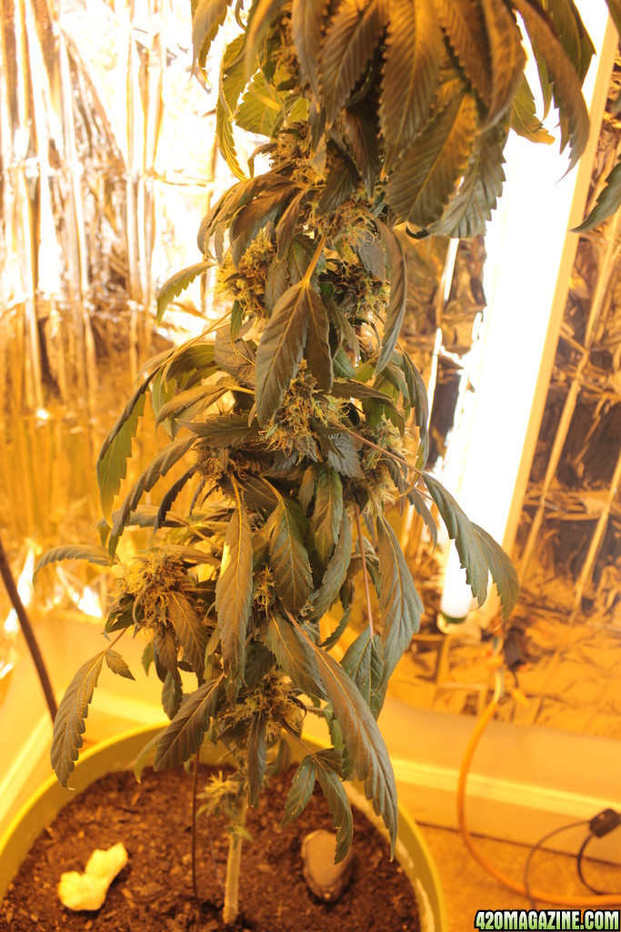 CFL/HPS Grow 2012