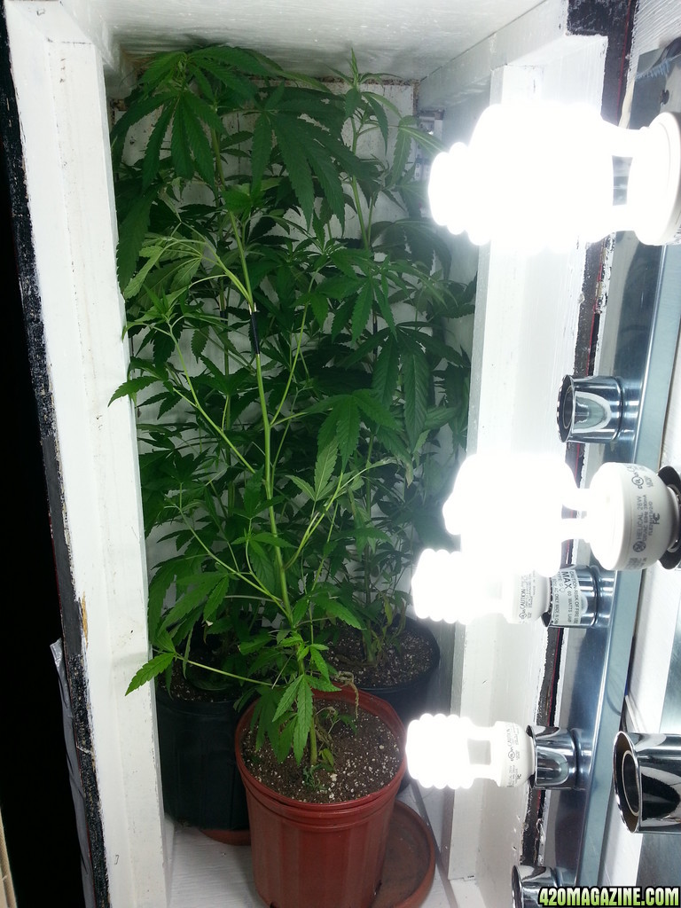 cfl indoor grow