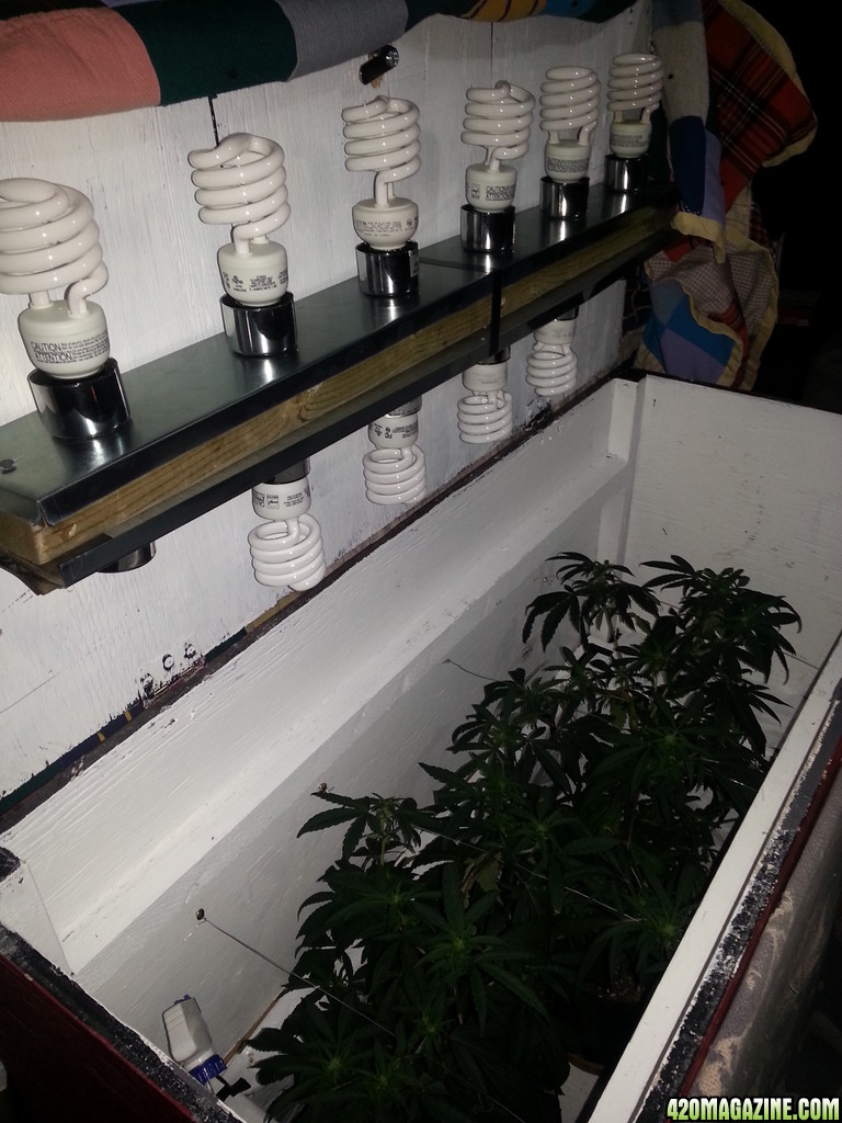 cfl indoor grow