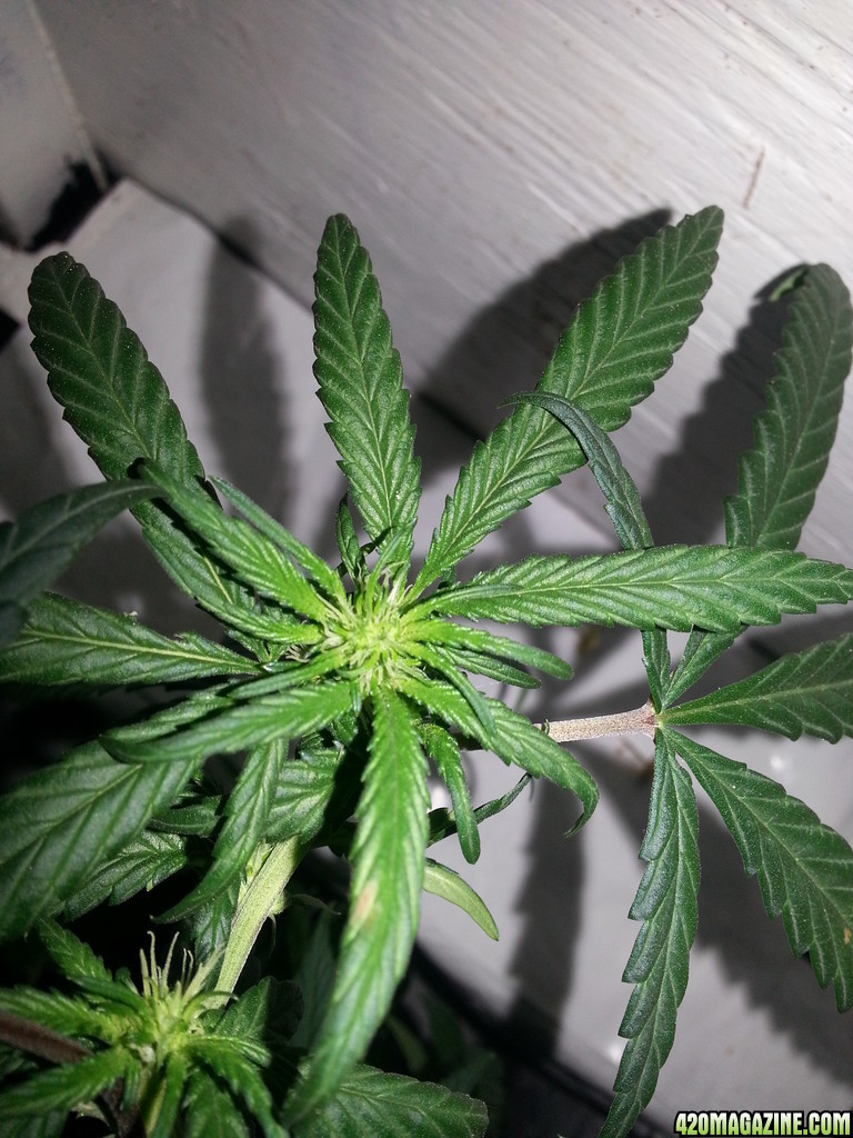 cfl indoor grow