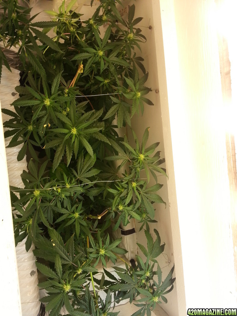 cfl indoor grow