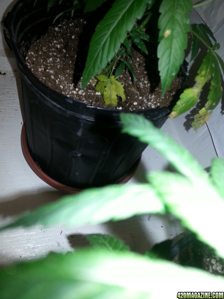 cfl indoor grow