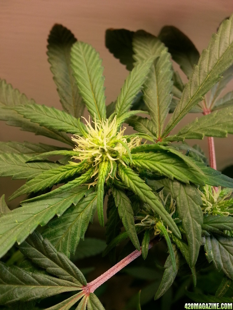 cfl indoor grow