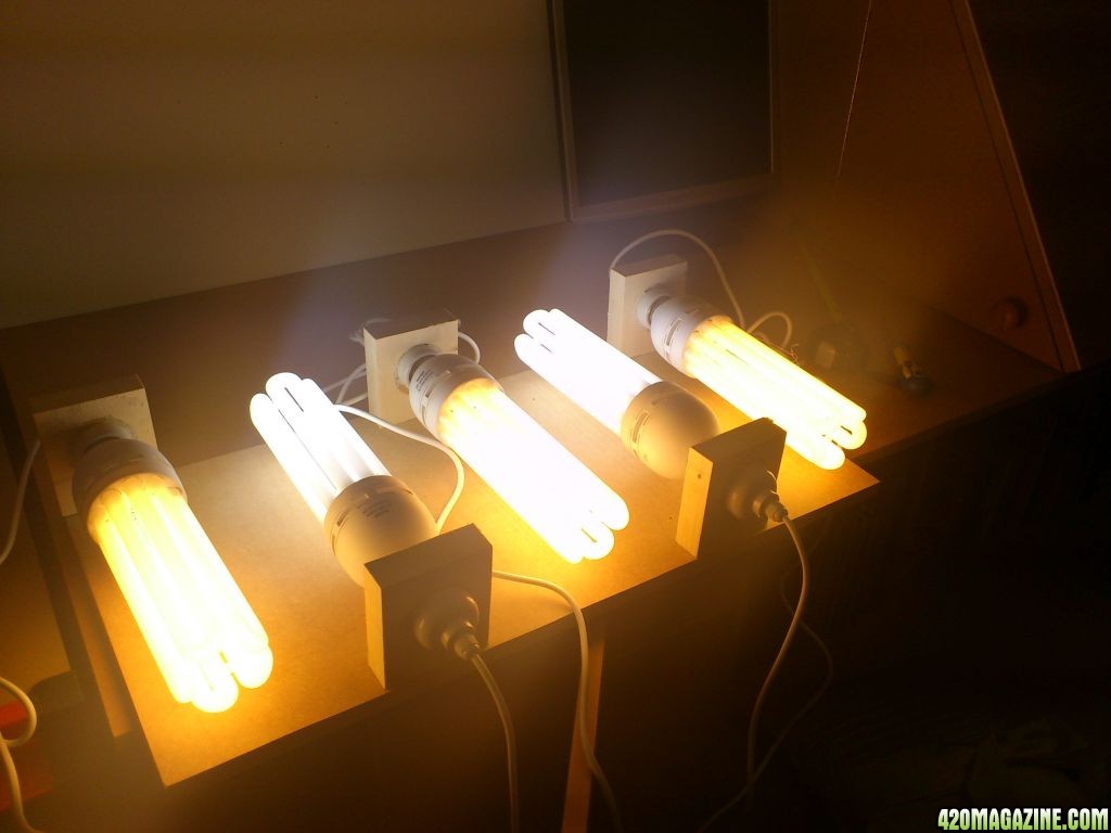 cfl lights