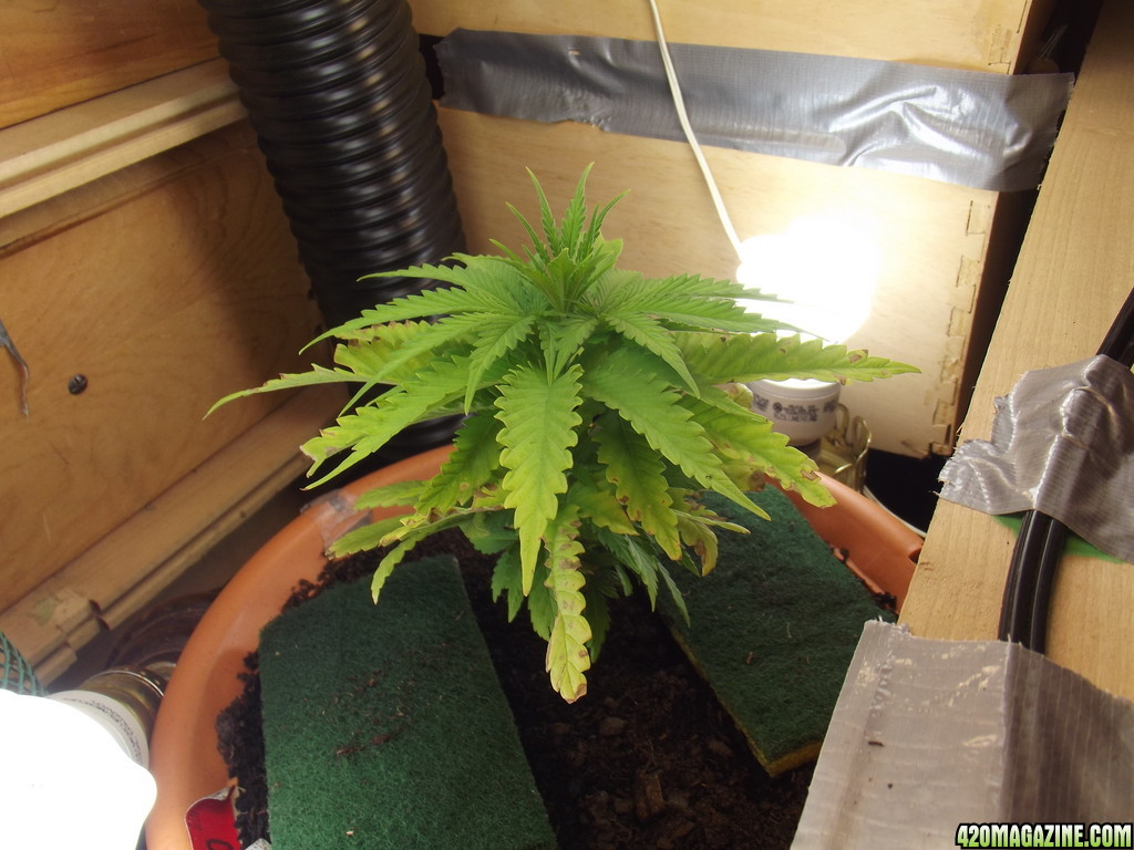 Cfl Plant